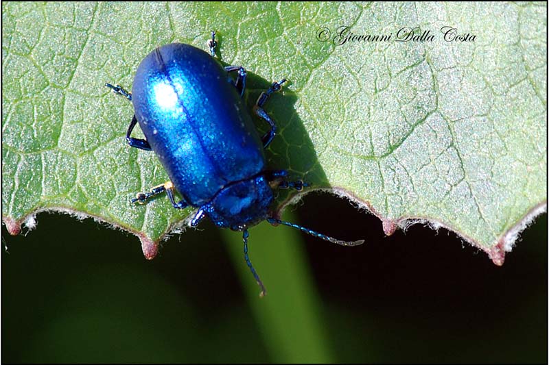 Altro coleottero: Oreina cacaliae